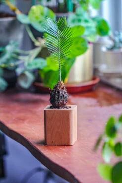 Natural Beech Wood With Inner Alloy Pot Planter, For Hydroponic, Small Plants, Air Plants -Terrarium Plant Hub IMG 5650