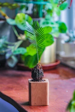 Natural Beech Wood With Inner Alloy Pot Planter, For Hydroponic, Small Plants, Air Plants -Terrarium Plant Hub IMG 5652