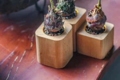 Natural Beech Wood With Inner Alloy Pot Planter, For Hydroponic, Small Plants, Air Plants -Terrarium Plant Hub IMG 5666