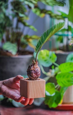 Natural Beech Wood With Inner Alloy Pot Planter, For Hydroponic, Small Plants, Air Plants -Terrarium Plant Hub IMG 5681