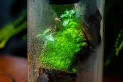 Large Cylinder Terrarium With LED Grow Lamp, Acrylic Lid Set For Bog, Carnivorous Plants -15x30cm 25 Large Cylinder Terrarium With LED Grow Lamp, Acrylic Lid Set For Bog, Carnivorous Plants -15x30cm -Terrarium Plant Hub IMG 5739