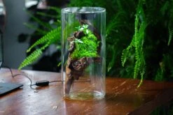 Large Cylinder Terrarium With LED Grow Lamp, Acrylic Lid Set For Bog, Carnivorous Plants -15x30cm 24 Large Cylinder Terrarium With LED Grow Lamp, Acrylic Lid Set For Bog, Carnivorous Plants -15x30cm -Terrarium Plant Hub IMG 5746