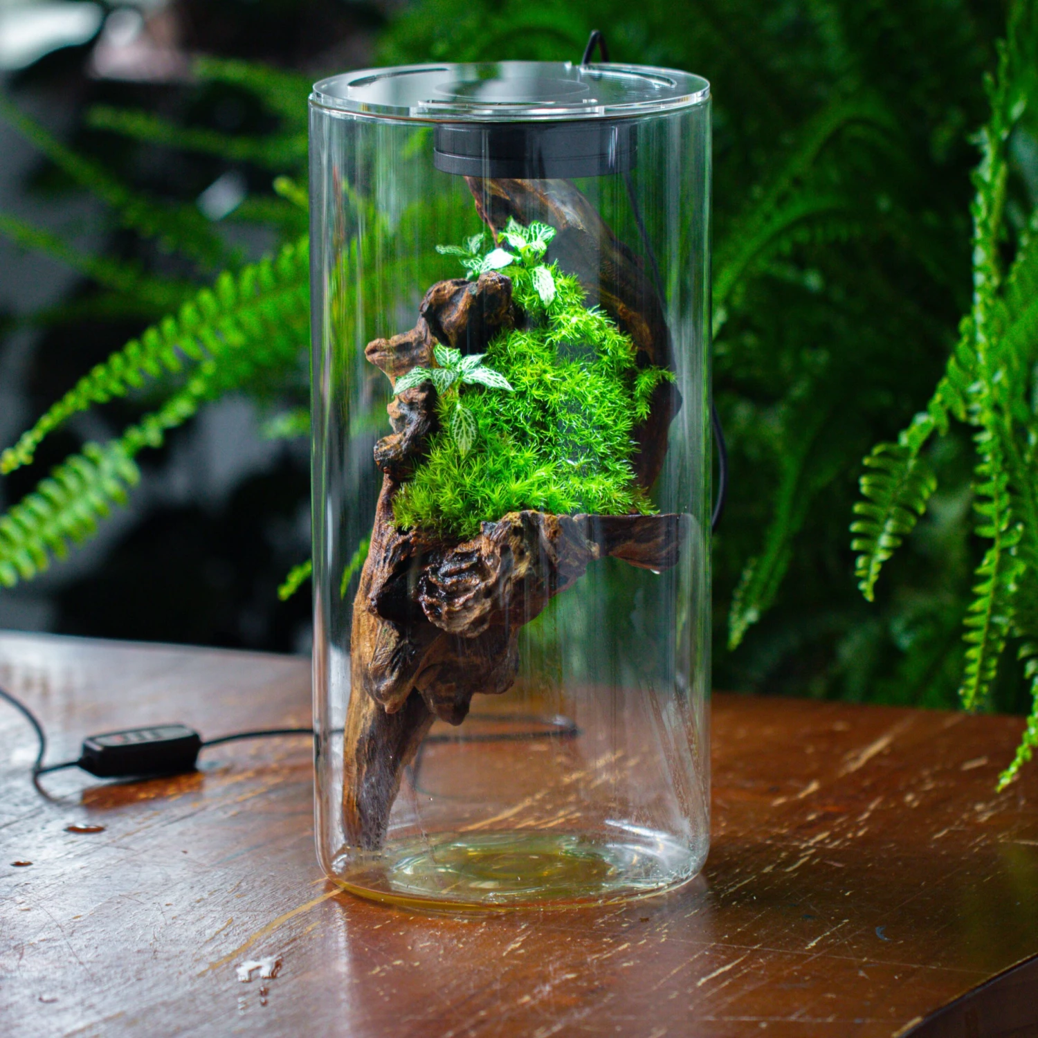 Large Cylinder Terrarium With LED Grow Lamp, Acrylic Lid Set For Bog, Carnivorous Plants -15x30cm 4 Large Cylinder Terrarium With LED Grow Lamp, Acrylic Lid Set For Bog, Carnivorous Plants -15x30cm - Image 2