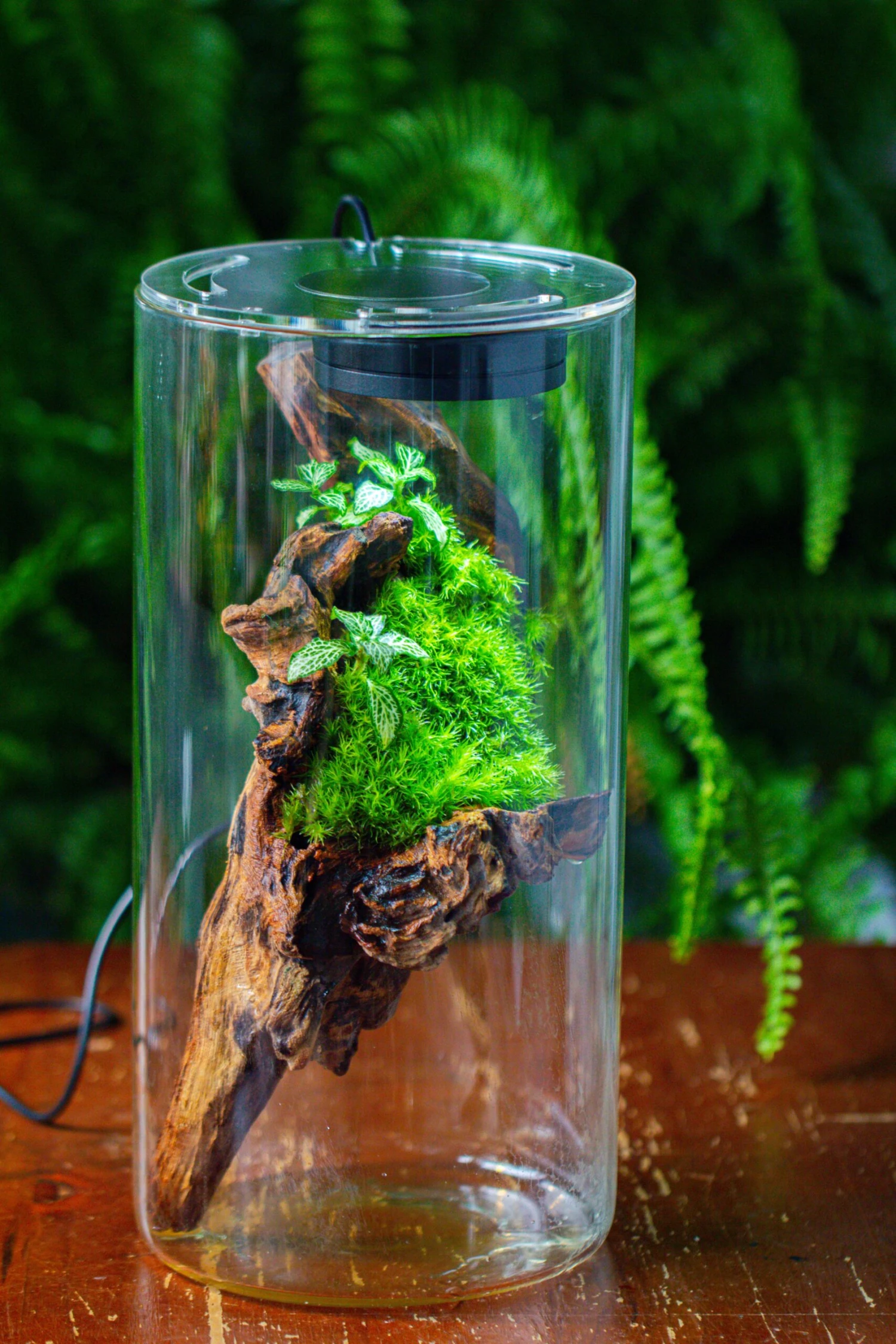 Large Cylinder Terrarium With LED Grow Lamp, Acrylic Lid Set For Bog, Carnivorous Plants -15x30cm 10 Large Cylinder Terrarium With LED Grow Lamp, Acrylic Lid Set For Bog, Carnivorous Plants -15x30cm - Image 8