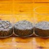 Grey White Horticultural Lava Rock Volcanic Rock -Terrarium Plant Hub IMG 6014 b69980cf 225c 4cc9 a312 10b748a66ab0