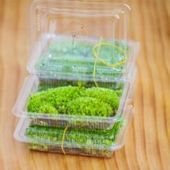 Glass Tank With Lid Grow Light DIY Set For Moss And Flytrap, Sundew -Terrarium Plant Hub IMG 6060111 1
