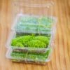 20x30cm Multiple Pieces Live Dry Leucobryum Moss, Cushion Moss Will Regreen, For Terrarium, Micro Landscape 2 20x30cm Multiple Pieces Live Dry Leucobryum Moss, Cushion Moss Will Regreen, For Terrarium, Micro Landscape -Terrarium Plant Hub IMG 6060111
