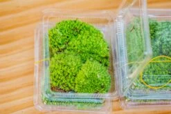 20x30cm Multiple Pieces Live Dry Leucobryum Moss, Cushion Moss Will Regreen, For Terrarium, Micro Landscape -Terrarium Plant Hub IMG 6061