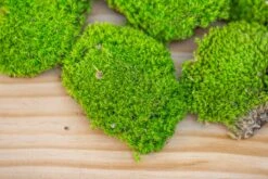 Preserved Forever Leucobryum Moss Cushion Moss , Natural Green 20x50cm, For DIY Moss Terrarium, Miniature, Centerpiece, Micro Landscape, No Maintenence -Terrarium Plant Hub IMG 6068