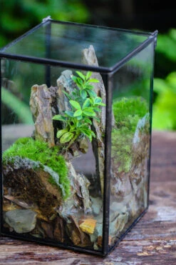 NCYP Watertight Close Geometric Glass Tin Terrarium, For Small Waterpond, Moss Landscape, Live Miniature, Water Pond, Miniature -Terrarium Plant Hub IMG 6177