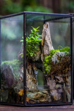 5-12cm Natural Ohko Dragon Stone Rock For Terrarium, Aquarium Bonsai Landscape, 500g -Terrarium Plant Hub IMG 6178 64bb7035 8dac 4c05 9922 b40f328761fd