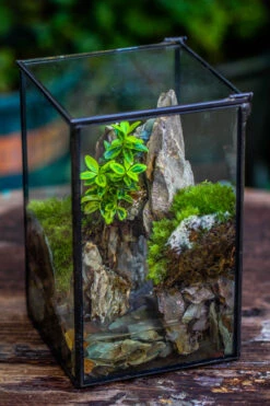NCYP Watertight Close Geometric Glass Tin Terrarium, For Small Waterpond, Moss Landscape, Live Miniature, Water Pond, Miniature -Terrarium Plant Hub IMG 6179
