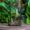 NCYP Watertight Close Geometric Glass Tin Terrarium, For Small Waterpond, Moss Landscape, Live Miniature, Water Pond, Miniature -Terrarium Plant Hub IMG 6180