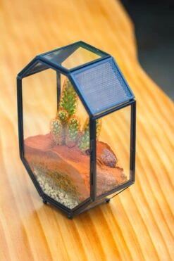Mini 5x7 Inches Octagon Shape Glass Geometric Terrarium Enclosure With Side Vent For Small Insect, Jumping Spider -Terrarium Plant Hub IMG 6185