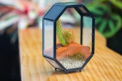 Mini 5x7 Inches Octagon Shape Glass Geometric Terrarium Enclosure With Side Vent For Small Insect, Jumping Spider -Terrarium Plant Hub IMG 6187