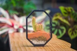 Mini 5x7 Inches Octagon Shape Glass Geometric Terrarium Enclosure With Side Vent For Small Insect, Jumping Spider -Terrarium Plant Hub IMG 6189 60d8dca5 23ef 46b7 abd2 8a5e3a2e6d1d