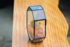 Mini 5x7 Inches Octagon Shape Glass Geometric Terrarium Enclosure With Side Vent For Small Insect, Jumping Spider -Terrarium Plant Hub IMG 6191 b96363fb 0bc3 4b1f bab4 f28dba460147