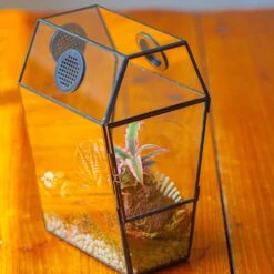 Coffin-Shaped Tin Glass Terrarium Enclosure, Gothic Style, For Jumping Spider, Insects, Snails 24 Coffin-Shaped Tin Glass Terrarium Enclosure, Gothic Style, For Jumping Spider, Insects, Snails -Terrarium Plant Hub IMG 6195 2