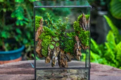 Close Geometric Glass Tin Terrarium , Watertight, 8x12" Container For Moss Wall, Fern, Landscape Waterpond, 8x12", No Plants Customizable -Terrarium Plant Hub IMG 6200