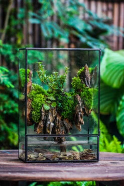 Close Geometric Glass Tin Terrarium , Watertight, 8x12" Container For Moss Wall, Fern, Landscape Waterpond, 8x12", No Plants Customizable -Terrarium Plant Hub IMG 6203
