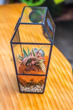 Coffin-Shaped Tin Glass Terrarium Enclosure, Gothic Style, For Jumping Spider, Insects, Snails 36 Coffin-Shaped Tin Glass Terrarium Enclosure, Gothic Style, For Jumping Spider, Insects, Snails -Terrarium Plant Hub IMG 6205 be08068e 08a0 4c0b a68b e843b109cb12