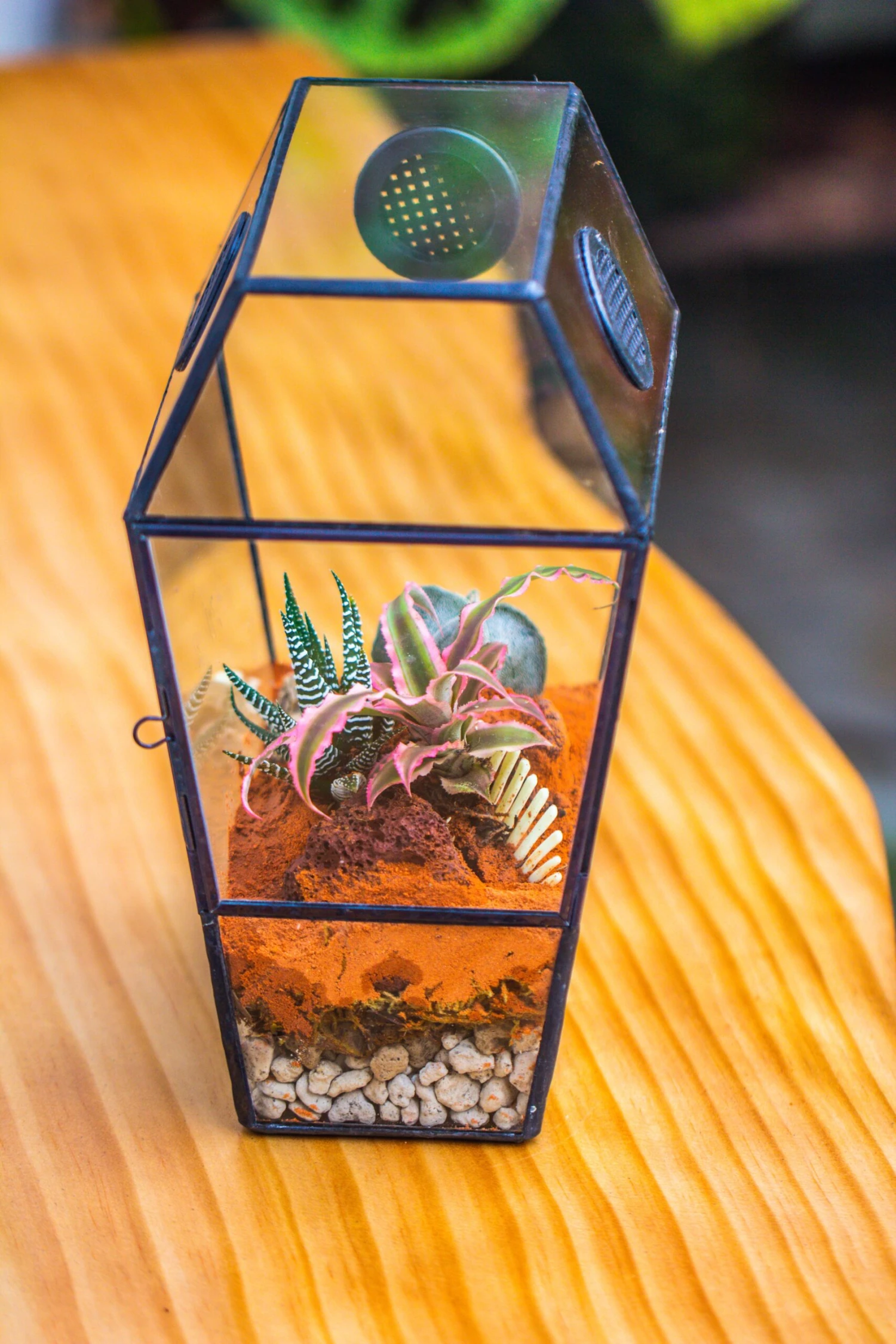 Coffin-Shaped Tin Glass Terrarium Enclosure, Gothic Style, For Jumping Spider, Insects, Snails 17 Coffin-Shaped Tin Glass Terrarium Enclosure, Gothic Style, For Jumping Spider, Insects, Snails - Image 15