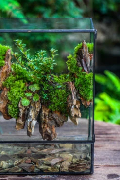 5-12cm Natural Ohko Dragon Stone Rock For Terrarium, Aquarium Bonsai Landscape, 500g -Terrarium Plant Hub IMG 6206