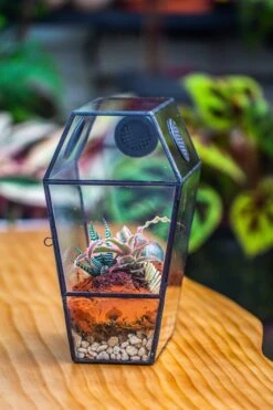 Coffin-Shaped Tin Glass Terrarium Enclosure, Gothic Style, For Jumping Spider, Insects, Snails 29 Coffin-Shaped Tin Glass Terrarium Enclosure, Gothic Style, For Jumping Spider, Insects, Snails -Terrarium Plant Hub IMG 6206 088a6fbd 33bc 49d9 9ba6 11395ce48608