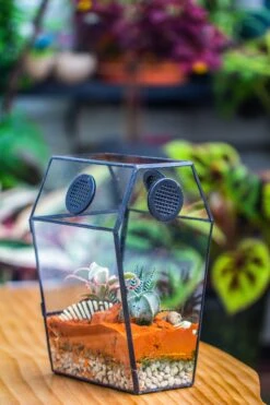Coffin-Shaped Tin Glass Terrarium Enclosure, Gothic Style, For Jumping Spider, Insects, Snails 33 Coffin-Shaped Tin Glass Terrarium Enclosure, Gothic Style, For Jumping Spider, Insects, Snails -Terrarium Plant Hub IMG 6208 0d28e0c5 d0e3 471a 9a1d 68a4a0995ed4