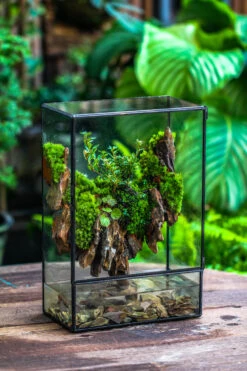Close Geometric Glass Tin Terrarium , Watertight, 8x12" Container For Moss Wall, Fern, Landscape Waterpond, 8x12", No Plants Customizable -Terrarium Plant Hub IMG 6209