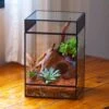 8x8x12 Inches Large Handmade Glass Geometric Terrarium With Side Vent, For Large Insects -Terrarium Plant Hub IMG 6211 3