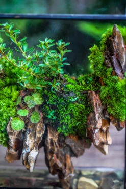 5-12cm Natural Ohko Dragon Stone Rock For Terrarium, Aquarium Bonsai Landscape, 500g -Terrarium Plant Hub IMG 6215