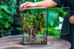 Close Geometric Glass Tin Terrarium , Watertight, 8x12" Container For Moss Wall, Fern, Landscape Waterpond, 8x12", No Plants Customizable -Terrarium Plant Hub IMG 6218