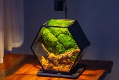 Handmade Hexagon Glass Geometric Terrarium Enclosure With Mesh Vents For Small Insects -Terrarium Plant Hub IMG 6234