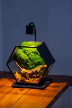 Handmade Hexagon Glass Geometric Terrarium Enclosure With Mesh Vents For Small Insects -Terrarium Plant Hub IMG 6238 3