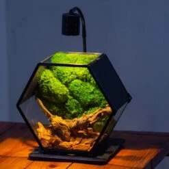 Handmade Hexagon Glass Geometric Terrarium Enclosure With Mesh Vents For Small Insects -Terrarium Plant Hub IMG 6238 4