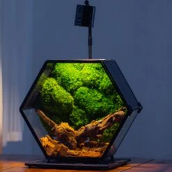 Handmade Hexagon Glass Geometric Terrarium Enclosure With Mesh Vents For Small Insects -Terrarium Plant Hub IMG 6248 2
