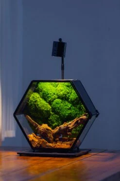 Handmade Hexagon Glass Geometric Terrarium Enclosure With Mesh Vents For Small Insects -Terrarium Plant Hub IMG 6248