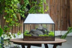 NCYP Handmade Large House Shape Geometric Glass Terrariumn 14x12x12" For Tarantulas -Terrarium Plant Hub IMG 6258