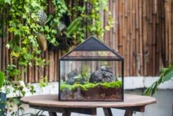 NCYP Handmade Large House Shape Geometric Glass Terrariumn 14x12x12" For Tarantulas -Terrarium Plant Hub IMG 6264