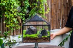 NCYP Handmade Large House Shape Geometric Glass Terrariumn 14x12x12" For Tarantulas -Terrarium Plant Hub IMG 6268