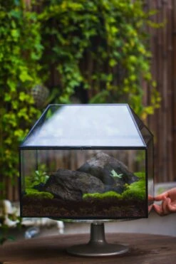 NCYP Handmade Large House Shape Geometric Glass Terrariumn 14x12x12" For Tarantulas -Terrarium Plant Hub IMG 6269