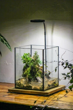 5-12cm Natural Ohko Dragon Stone Rock For Terrarium, Aquarium Bonsai Landscape, 500g -Terrarium Plant Hub IMG 6294