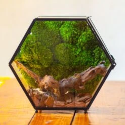 Handmade Hexagon Glass Geometric Terrarium Enclosure With Mesh Vents For Small Insects -Terrarium Plant Hub IMG 6305 2