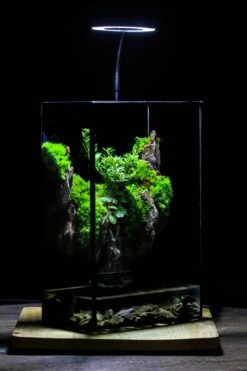 Close Geometric Glass Tin Terrarium , Watertight, 8x12" Container For Moss Wall, Fern, Landscape Waterpond, 8x12", No Plants Customizable -Terrarium Plant Hub IMG 6340