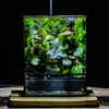 Close Geometric Glass Tin Terrarium , Watertight, 8x10" Container For Moss Wall, Fern, Landscape Waterpond, No Plants, Customizable -Terrarium Plant Hub IMG 6351