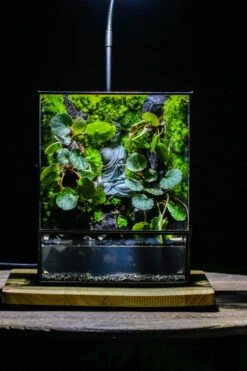 Close Geometric Glass Tin Terrarium , Watertight, 8x10" Container For Moss Wall, Fern, Landscape Waterpond, No Plants, Customizable -Terrarium Plant Hub IMG 6354