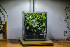 Close Geometric Glass Tin Terrarium , Watertight, 8x10" Container For Moss Wall, Fern, Landscape Waterpond, No Plants, Customizable -Terrarium Plant Hub IMG 6359