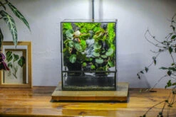 Close Geometric Glass Tin Terrarium , Watertight, 8x10" Container For Moss Wall, Fern, Landscape Waterpond, No Plants, Customizable -Terrarium Plant Hub IMG 6364