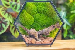 Handmade Hexagon Glass Geometric Terrarium Enclosure With Mesh Vents For Small Insects -Terrarium Plant Hub IMG 6365